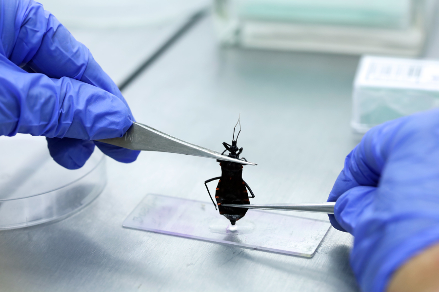 Chagas preocupa DF com avanço silencioso